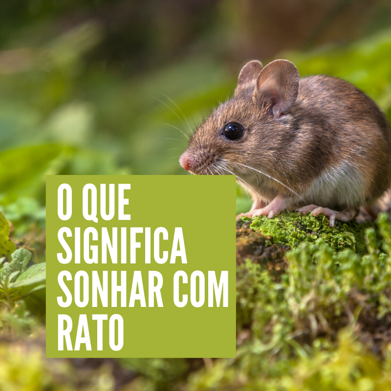 Sonhar com rato: o que significa?